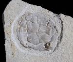 Terebratula sp. MUELLER 1776 - Bild © FossNet FossilienStore